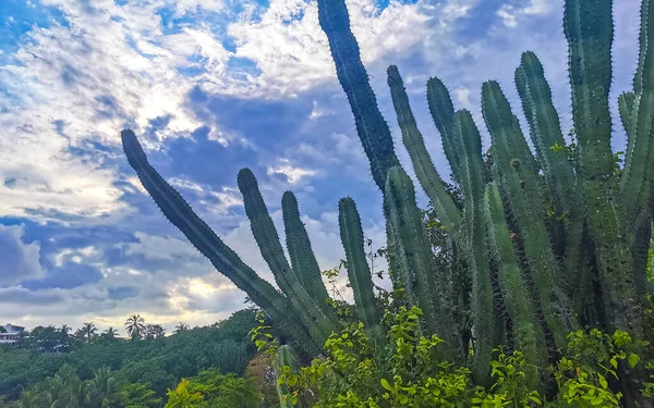 Tropické Mexické Kaktusíky Džungle Rostlin Přírodní Lesní Panorama Pohled Zicatela — Stock fotografie