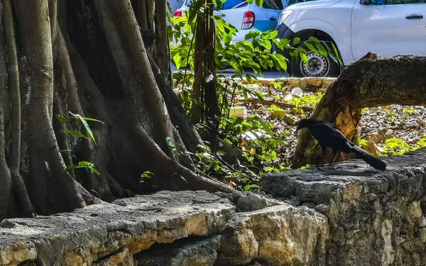 Grote Grackle Vogel Zoekt Voedsel Vloer Tropische Natuur Playa Del — Stockfoto