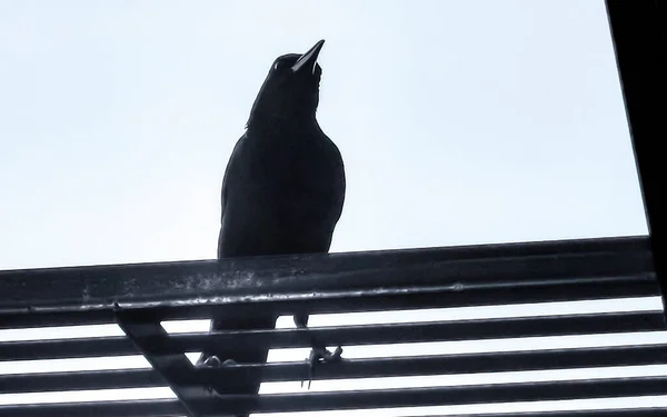 Wielki Ogon Grackle Ptak Siedzi Biegunie Zasilania Drabina Kablowa Schody — Zdjęcie stockowe