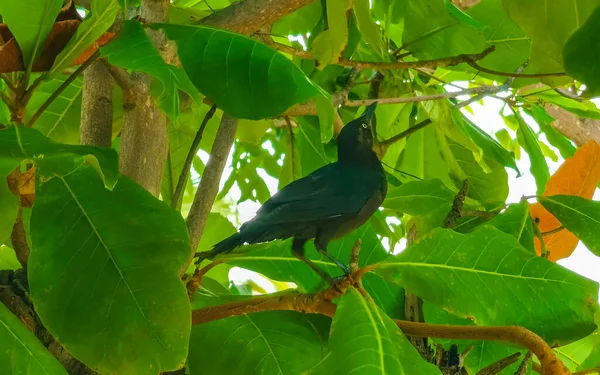 Geelstaart Grackle Vogel Zit Een Plantenboom Tropische Natuur Zicatela Puerto — Stockfoto