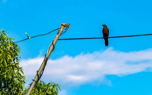 Pájaro Grackle Cola Grande Sienta Escalera Cable Poste Eléctrico Ciudad —  Fotos de Stock
