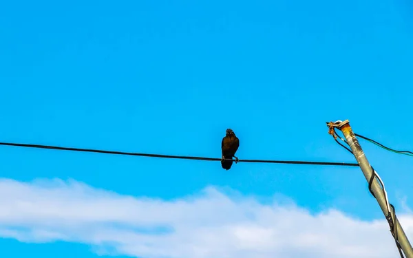 Großschwanzgrackle Vogel Sitzt Auf Strommast Kabeltreppe Stadt Playa Del Carmen — Stockfoto