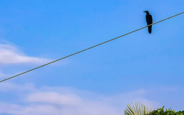 Prvotřídní Grackle Pták Sedí Mostu Žebřík Schodiště Město Playa Del — Stock fotografie