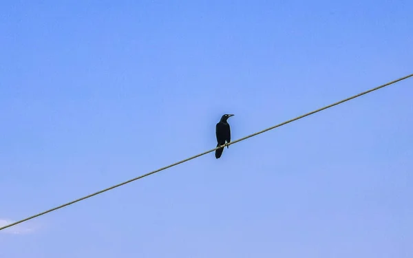 Großschwanzgrackle Vogel Sitzt Auf Strommast Kabeltreppe Stadt Playa Del Carmen — Stockfoto