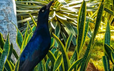 Büyük kuyruklu Grackle kuşu Zicatela Puerto Escondido Oaxaca Meksika 'daki tropikal doğada bitki ağacına oturur..