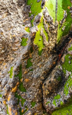 Zicatela Puerto Escondido Oaxaca Meksika 'da tropik Meksika kaktüsü, orman ağaçları ve doğal orman manzarası..