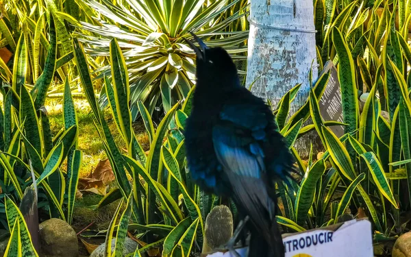プエルト エスコンディード オアハカ 1月2023 グレートテールのグラックル鳥は メキシコのゼティエラプエルトエスコンディードオアハカの熱帯性の植物の木に座っています — ストック写真