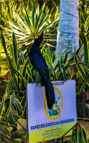 Puerto Escondido Oaxaca México Janeiro 2023 Pássaro Grackle Cauda Grande — Fotografia de Stock
