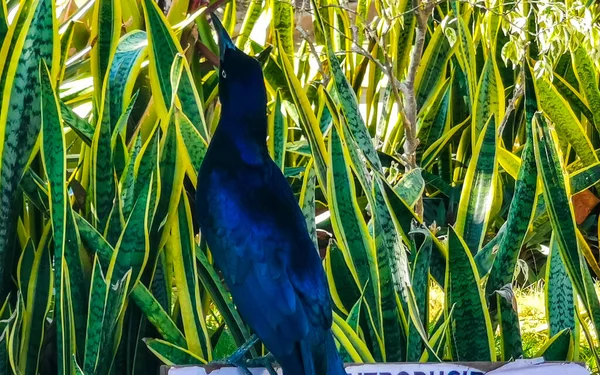 Große Schwanz Grackle Vogel Sitzt Auf Pflanzbaum Der Tropischen Natur — Stockfoto