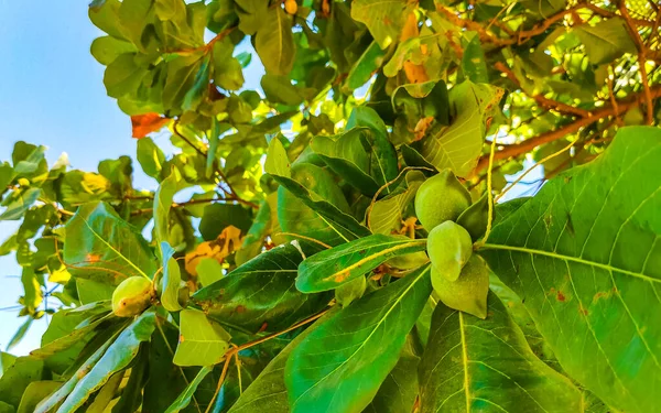 Nasiona Orzechów Liście Tropikalnym Drzewie Terminalia Catappa Almon Morski Zicatela — Zdjęcie stockowe