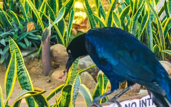 Great Ekor Grackle Burung Duduk Pohon Tanaman Alam Tropis Zicatela — Stok Foto