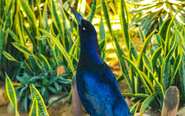 Wielki Ogon Grackle Ptak Siedzi Drzewie Roślin Tropikalnej Przyrody Zicatela — Zdjęcie stockowe