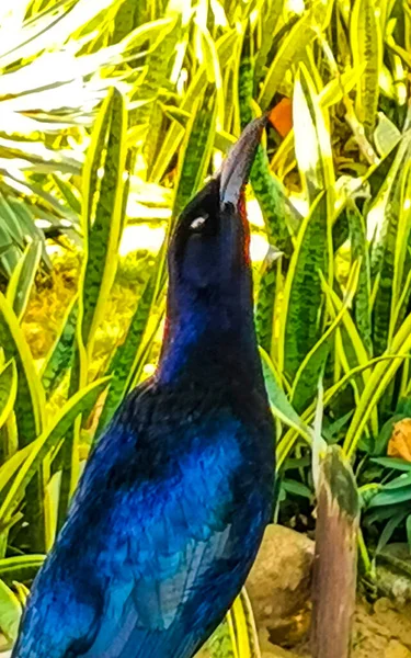 Great Tailed Grackle Bird Sits Plant Tree Tropical Nature Zicatela — Stock Photo, Image