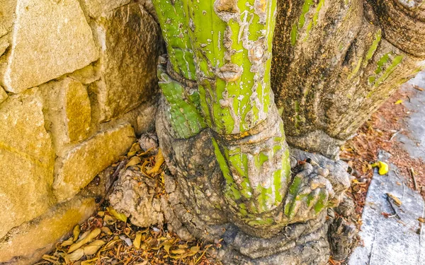 Тропические Мексиканские Кактусы Кактус Джунгли Деревья Природные Леса Панорамный Вид — стоковое фото