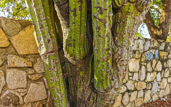 Tropical Mexicain Cactus Cactus Jungle Plantes Arbres Forêt Naturelle Panorama — Photo