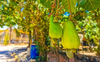 Meksika 'daki Zicatela Puerto Escondido Oaxaca' da olgunlaşmış meyve ve fındıklarla dolu kaju ağacı Anacardium bataryası..