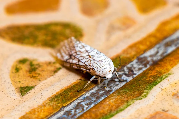 プラヤ カルメン キンタナ ルーメキシコの地面に白い大きな熱帯モットーバタフライ昆虫 — ストック写真