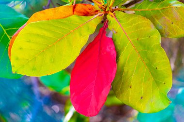Playa del Carmen Meksika 'da tropikal ağaçta fındık tohumu yaprakları Terminalia katappa deniz almonu.