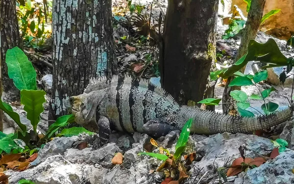 Huge Iguana Gecko Animal Rocks Ancient Tulum Ruins Mayan Site — Stock fotografie