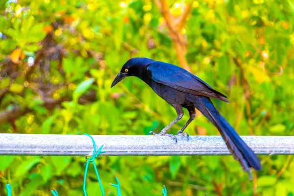 プラヤ カルメンキンタナ メキシコの熱帯の自然のフェンス植物の木に座っている偉大な尾の黒い鳥 — ストック写真
