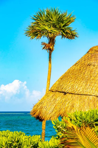 Palapa Thatched Roofs Palm Trees Parasols Umbrellas Sun Loungers Beach — Stock Photo, Image