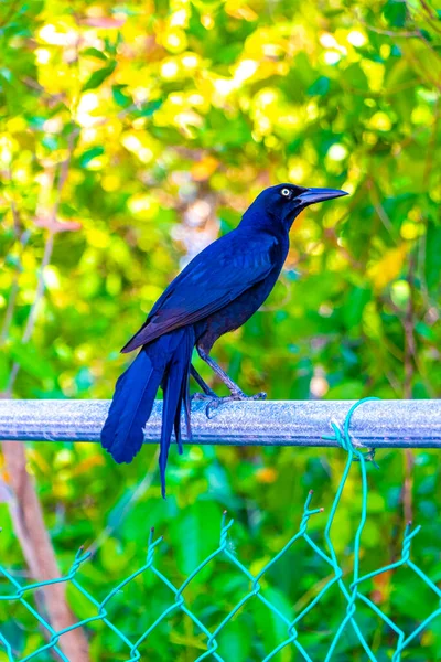 プラヤ カルメンキンタナ メキシコの熱帯の自然のフェンス植物の木に座っている偉大な尾の黒い鳥 — ストック写真