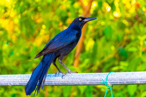 Great-tailed Grackle bird sits on fence plant tree in the tropical nature in Playa del Carmen Quintana Roo Mexico.