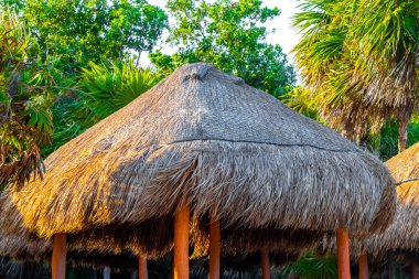 Palapa sazdan çatılar palmiye ağaçları şemsiyeler ve Playa del Carmen Meksika 'daki tropikal Meksika plajındaki sahil otelindeki güneş pansiyonları..