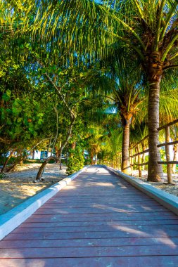 Playa del Carmen Quintana Roo Meksika 'da palmiye ağaçlarıyla Karayipler sahilinde tahta patika yolu ve tropikal doğa.
