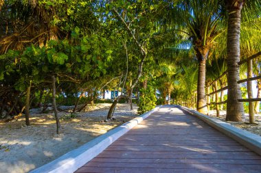 Playa del Carmen Quintana Roo Meksika 'da palmiye ağaçlarıyla Karayipler sahilinde tahta patika yolu ve tropikal doğa.