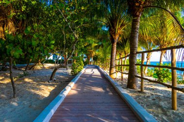 Playa del Carmen Quintana Roo Meksika 'da palmiye ağaçlarıyla Karayipler sahilinde tahta patika yolu ve tropikal doğa.