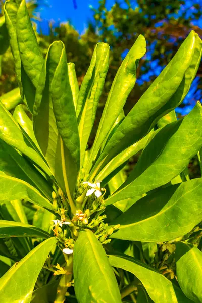 Fleurs Plantes Blanches Jaunes Plantent Dans Jardin Tropical Jungle Forêt — Photo