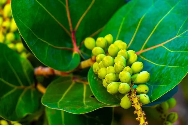 Sea grape plant tree with leaves grapes and seeds in Playa del Carmen Quintana Roo Mexico.