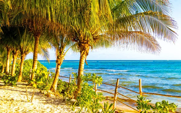 stock image Wooden trail walk path at the Caribbean beach and tropical nature with palm trees in Playa del Carmen Quintana Roo Mexico.