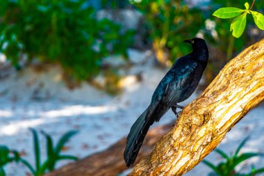 Büyük kuyruklu Grackle kuşu, Playa del Carmen Quintana Roo Meksika 'daki tropikal doğada bitki ağacında oturur..