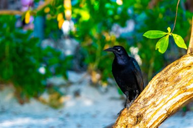 Büyük kuyruklu Grackle kuşu, Playa del Carmen Quintana Roo Meksika 'daki tropikal doğada bitki ağacında oturur..