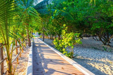 Playa del Carmen Quintana Roo Meksika 'da palmiye ağaçlarıyla Karayipler sahilinde tahta patika yolu ve tropikal doğa.
