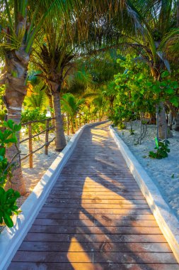 Playa del Carmen Quintana Roo Meksika 'da palmiye ağaçlarıyla Karayipler sahilinde tahta patika yolu ve tropikal doğa.