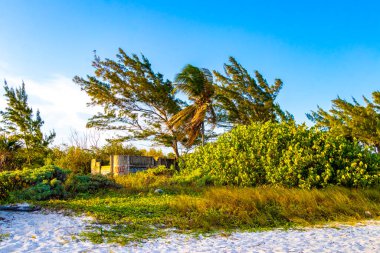 Palm beach and ruins in Playa del Carmen Quintana Roo Mexico.