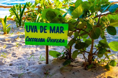 Playa del Carmen Quintana Roo 'da üzüm ve tohum içeren deniz üzüm ağacı..