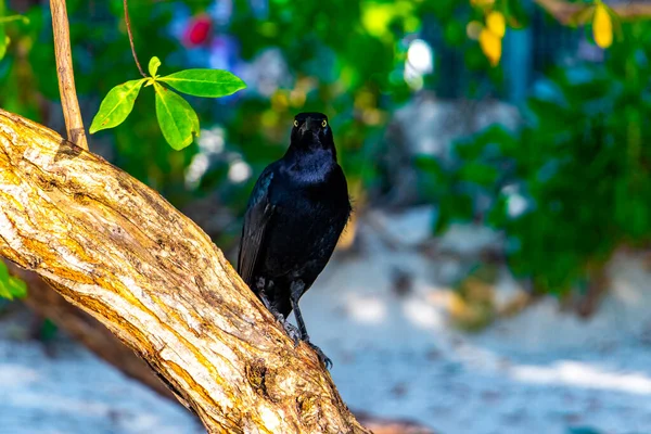 Wielki Ogon Grackle Ptak Siedzi Drzewie Roślin Tropikalnej Przyrody Playa — Zdjęcie stockowe