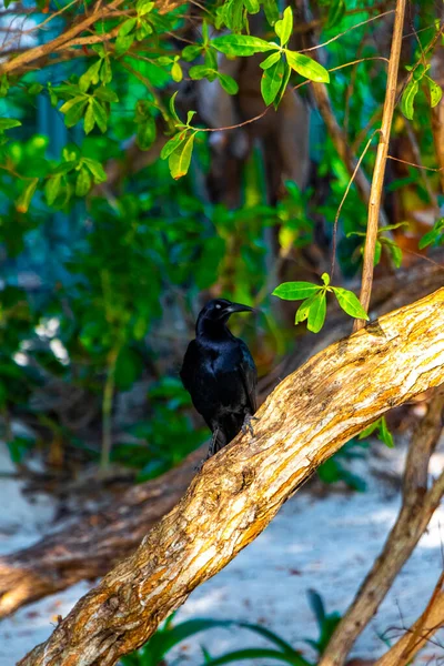 Pássaro Grackle Cauda Grande Senta Árvore Plantas Natureza Tropical Playa — Fotografia de Stock