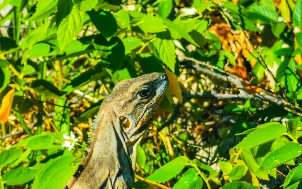 Iguana Mexicana Fica Piso Térreo Grama Natureza Tropical Playa Del — Fotografia de Stock
