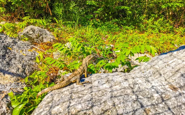 Huge Iguana Gecko Animal Rocks Natural Tropical Jungle Forest Fence — Stock Fotó