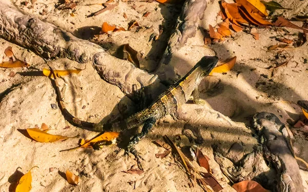 Mexikói Iguana Fekszik Földszinten Trópusi Természet Playa Del Carmen Quintana — Stock Fotó