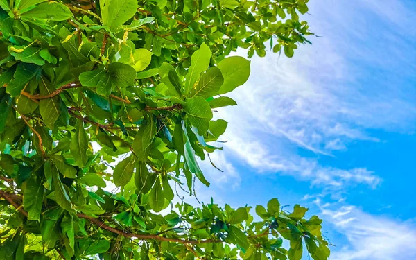 Playa del Carmen Meksika 'da tropikal ağaçta fındık tohumu yaprakları Terminalia katappa deniz almonu.