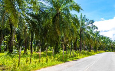 Güneydoğu Asya 'daki Ao Nang Amphoe Mueang Krabi Tayland' daki tropikal yağmur ormanlarından geçen yol..