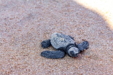 Mirissa Sahili 'nin güneyindeki Sri Lanka' da kumsalda sürünen küçük kaplumbağa yavrusu..