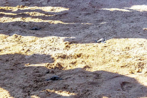 Tartaruga Bebé Rastejando Areia Praia Para Mar Mirissa Beach Southern — Fotografia de Stock