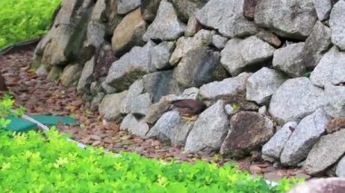 Asya kuşları Myna Shepherd 'ın sığırcık çobanı Acridotheres Tristis Phuket Adası Tayland' daki Naithon Beach Sakhu Thalang 'da yiyecek arıyor..